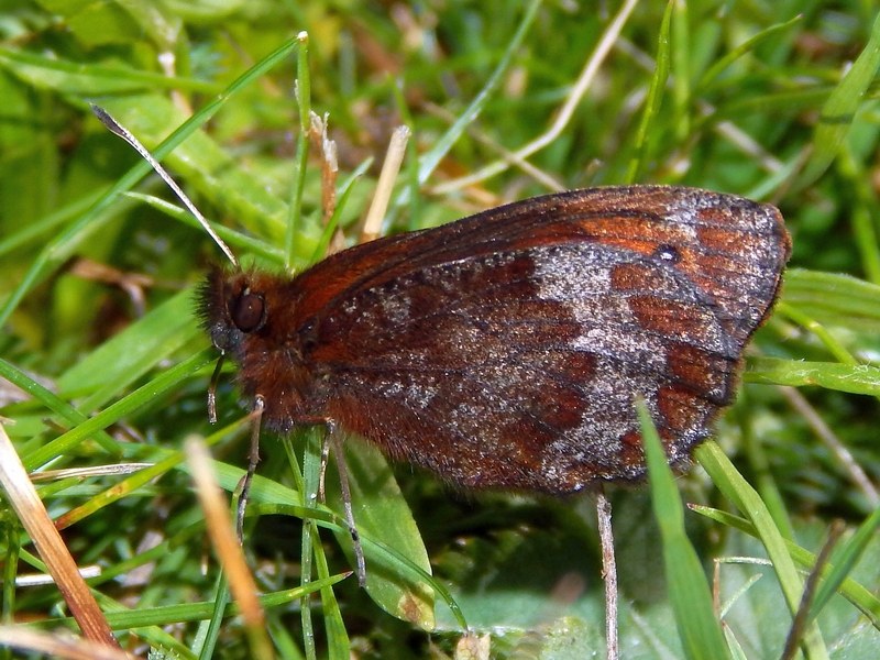 Erebia 1 ID - Erebia pronoe